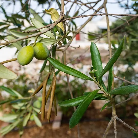 Masseria Mezza Ruota *